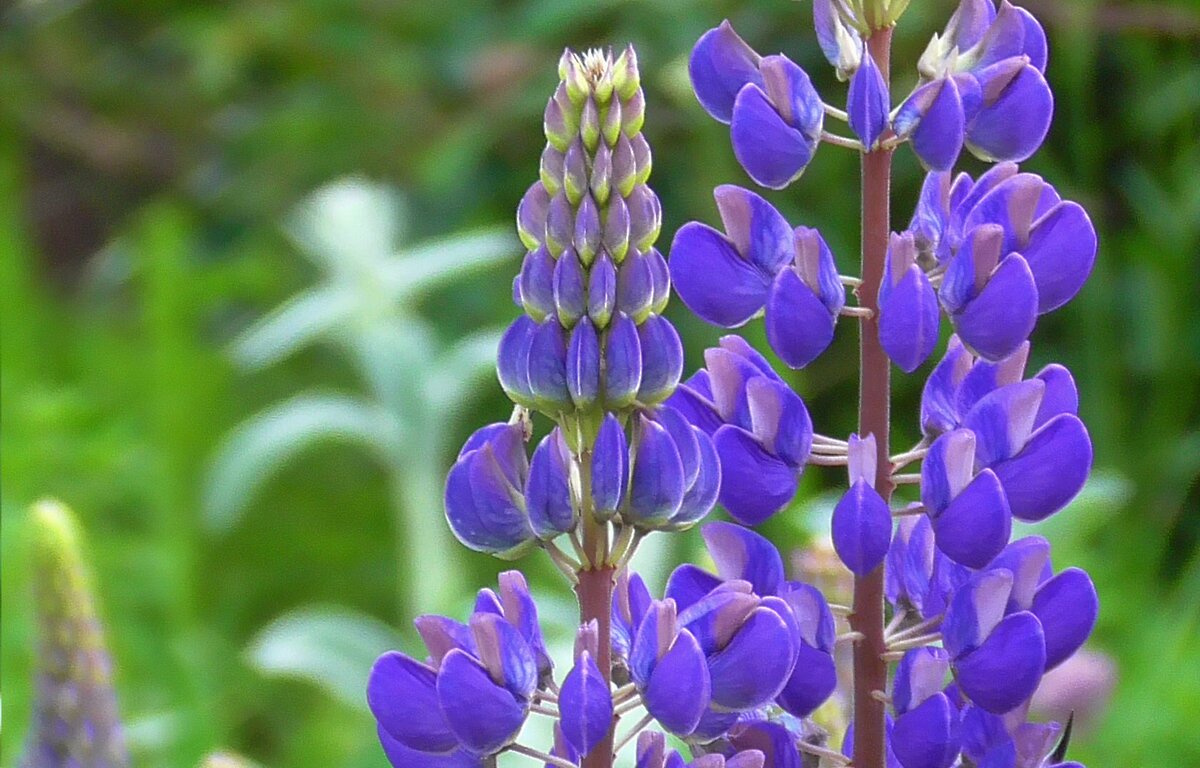 При дорожке в наше "сельпо"