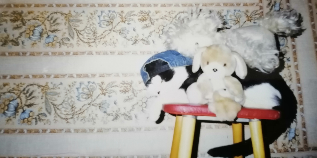 Кошачьи заметки.Мой первый кот- Урчик.