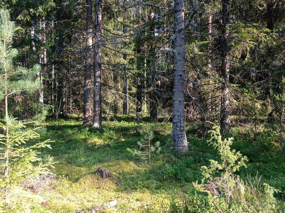 Хвойный лес.