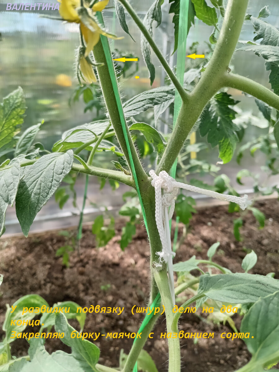 Сложенный вдвое шнур, у развилки разделяю на два конца.