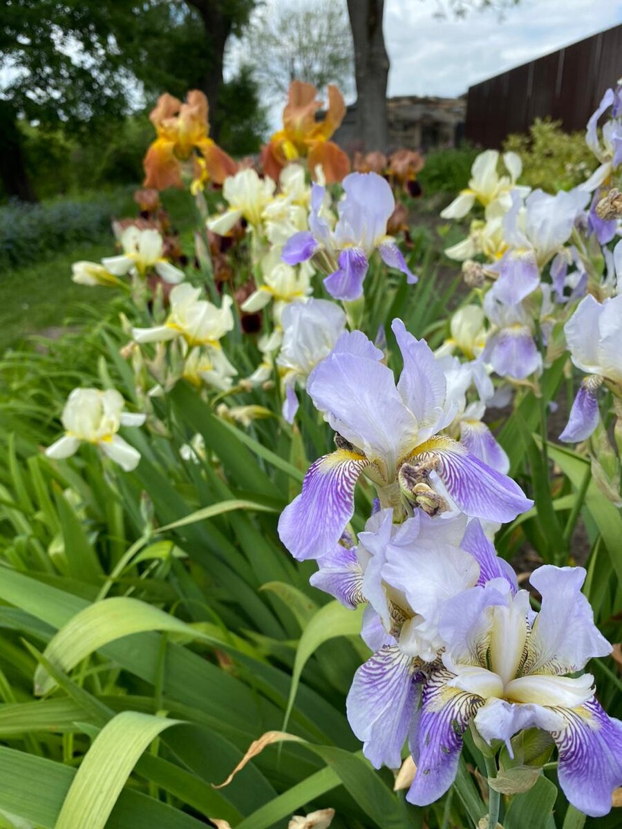 Ирисы у меня зацвели, ими и проиллюстрирую своё повествование 😃