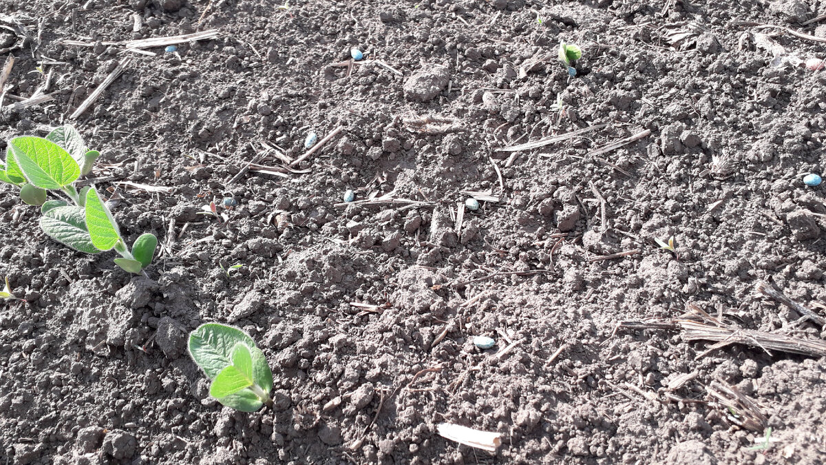 Это на поле всходит соя, ей тоже воды не хватает. Много семян валяется, в землю не заделаны 😏