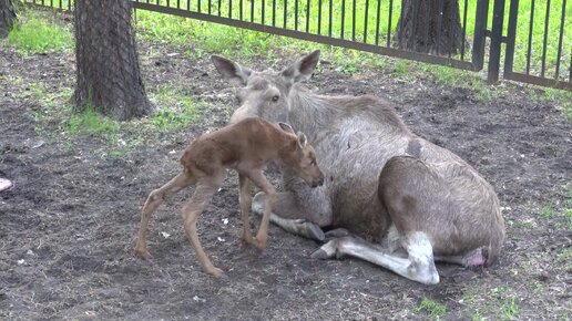 Сегодня в зоопарке родился новый житель, он уже встает на ноги и может ходить. 29.05.2024