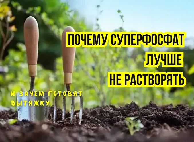 Про суперфосфат на огороде: нужно ли его разводить и что такое "вытяжка": что я узнала. Неудобная правда от садовода не-химика и агрономов