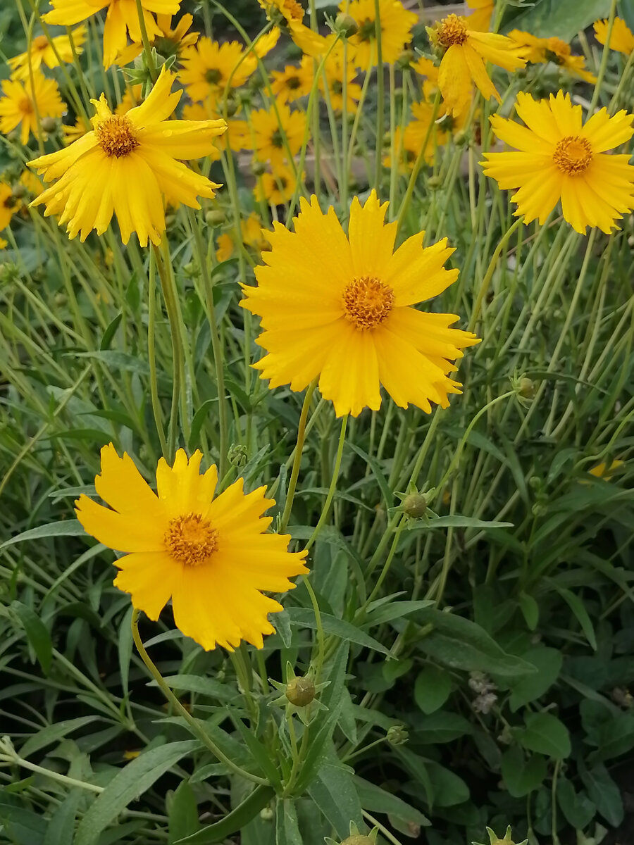 Простые ромашки. фото автора