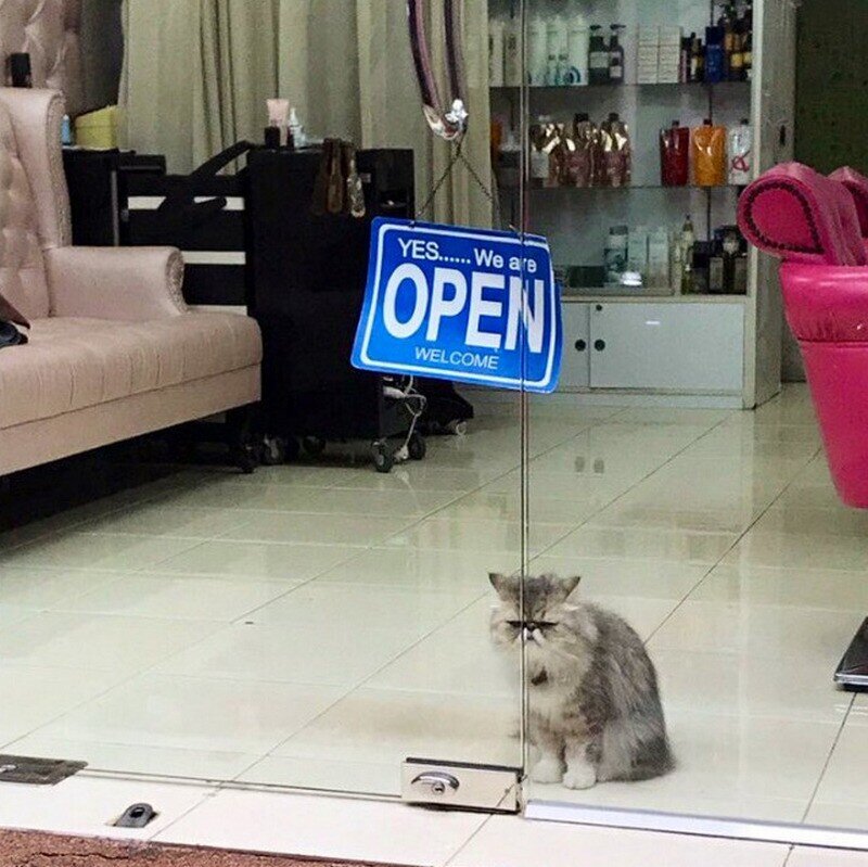    14 котов, которые поселились в магазинах Нью-Йорка
