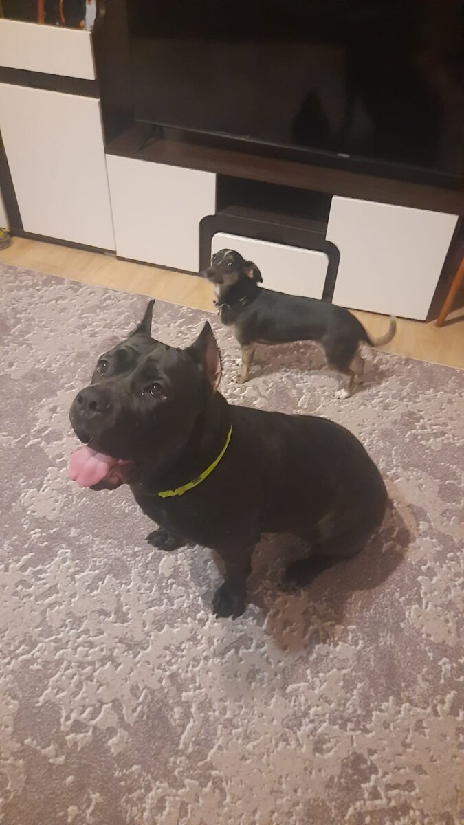 Фото автора.Герда породы коне корт и Жулька