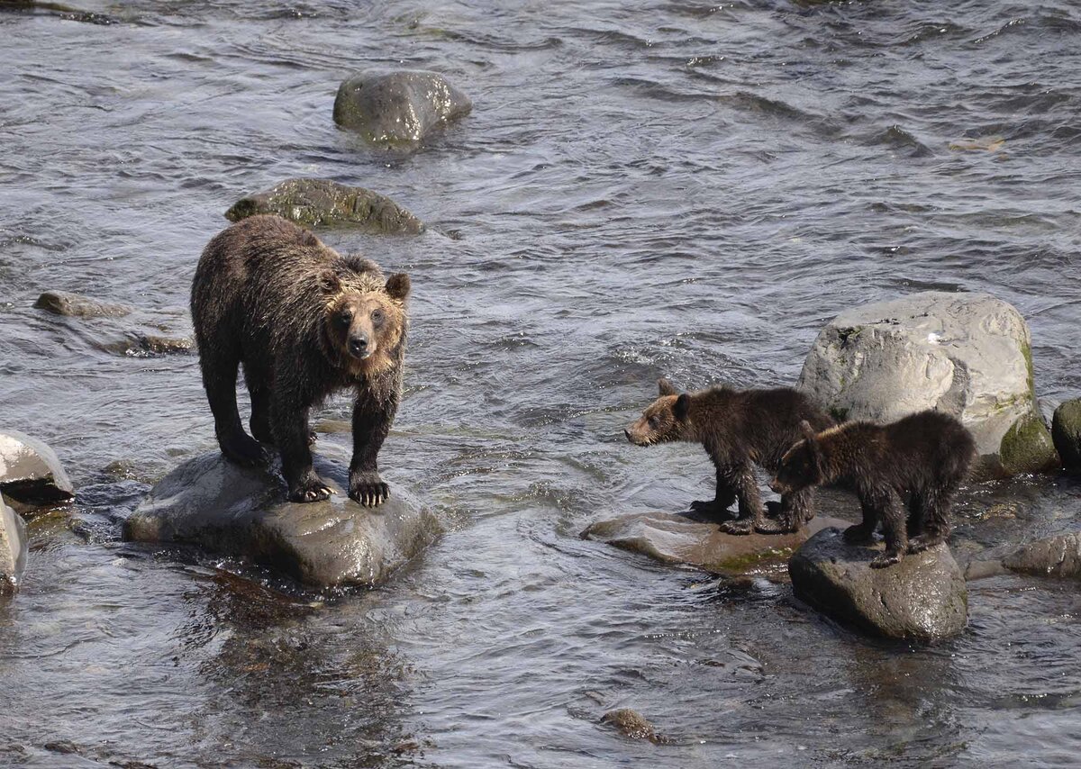 Медведица и два ее медвежонка-сеголетки. Остров Кунашир. Сентябрь 2019 г. Автор фото: Евгений Козловский.