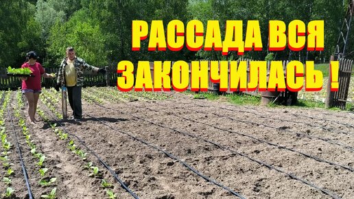 Весь ТАБАК высадили. Срочно убрали РАССАДУ из ПАРНИКА. Наша жизнь в деревне.