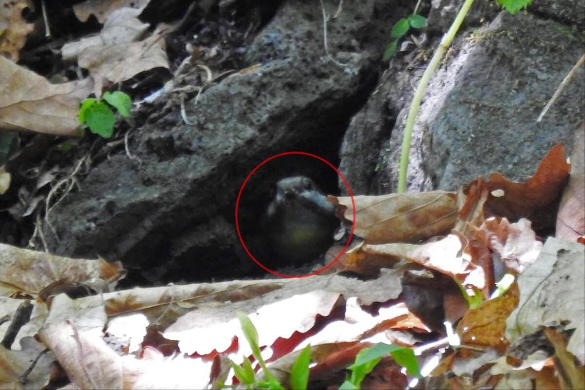    Желтобрюхая синица (Pardaliparus venustulus) / © ФГБУ «Земля леопарда»