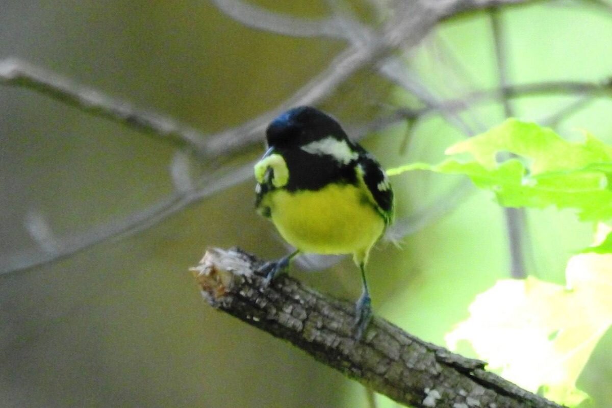    Желтобрюхая синица (Pardaliparus venustulus) / © РИА Новости