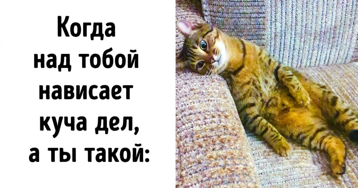 Котик в Дзене 😂