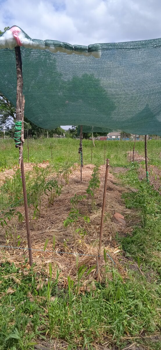 Не всем повезло под затеняйкой расти. Только самым неженкам) Жара началась как в августе, в огород не выйти. 