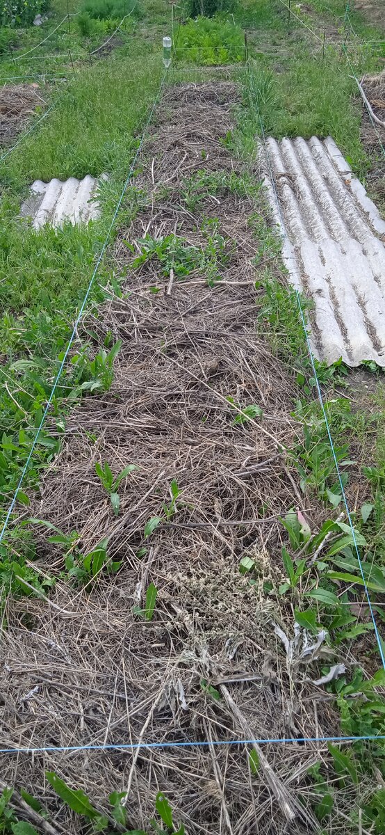 Готовлю грядки под клубнику на следующий год. 🌱