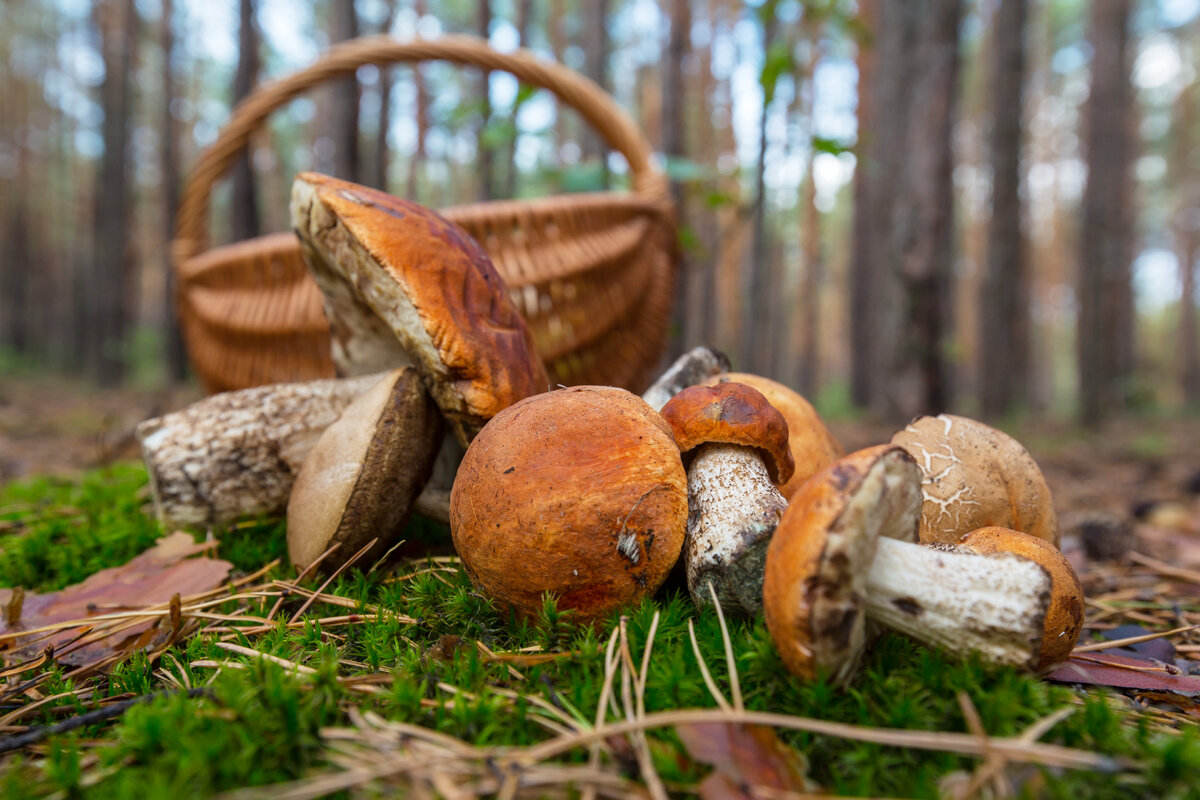 источник фото:<a href="https://ru.freepik.com/free-photo/mushroom_30806373.htm#fromView=search&page=1&position=52&uuid=80698e27-bf54-48a6-9c5b-8eee34ff117a">Изображение от kamchatka на Freepik</a>
