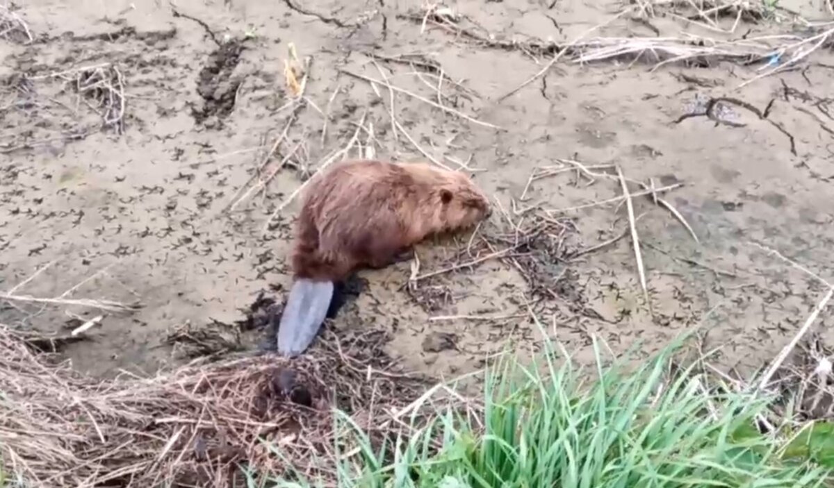 Специалисты вместе с очевидцами помогли бобру добраться до водоема.  Фото: Фото: скриншот видео из тг-канала «Минэко 74. Об экологии официально.» / t.me/Ecoche