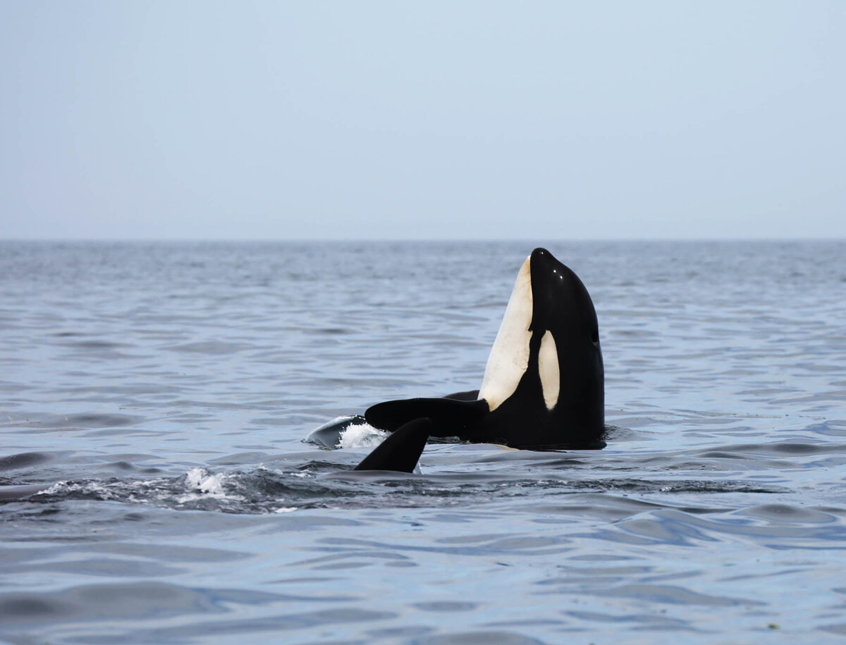 Косатки в Кунаширском проливе. Экспедиция FEROP. Автор фото: Татьяна Ивкович.