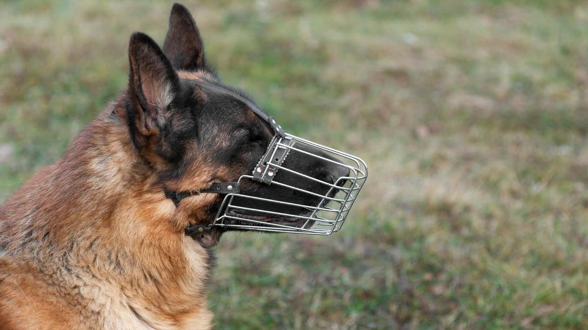    Овчарка в наморднике:Freepik