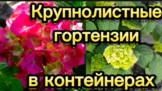 Ито пион, розы, крупнолистные гортензии, хосты, лаванда.