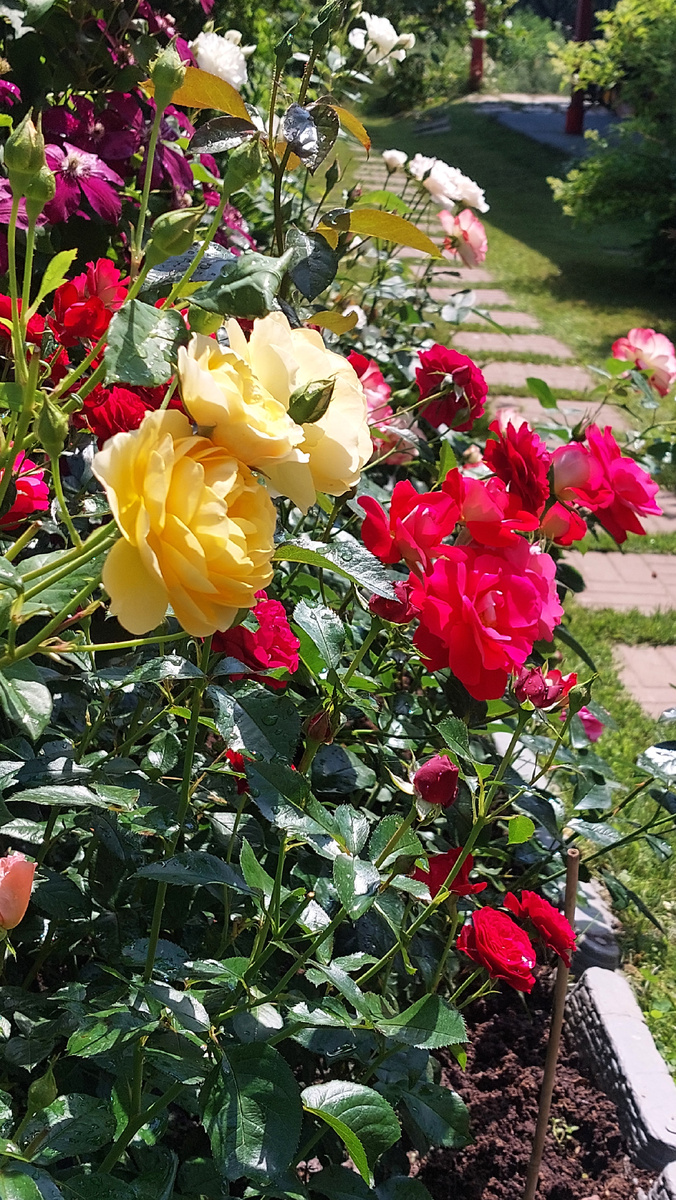 Вопросы - ответы про розы. 02.07.2024 г. Часть198 | Цветочница Анюта 🌹 |  Дзен