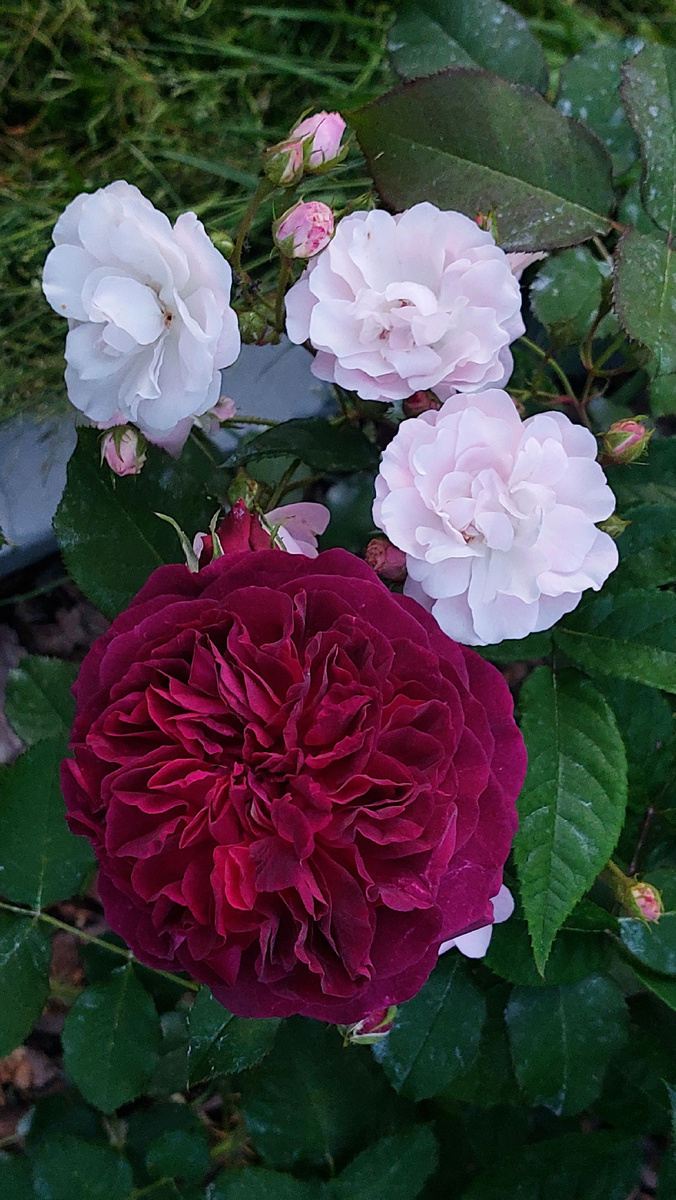 Манстед Вуд. "Остинка"