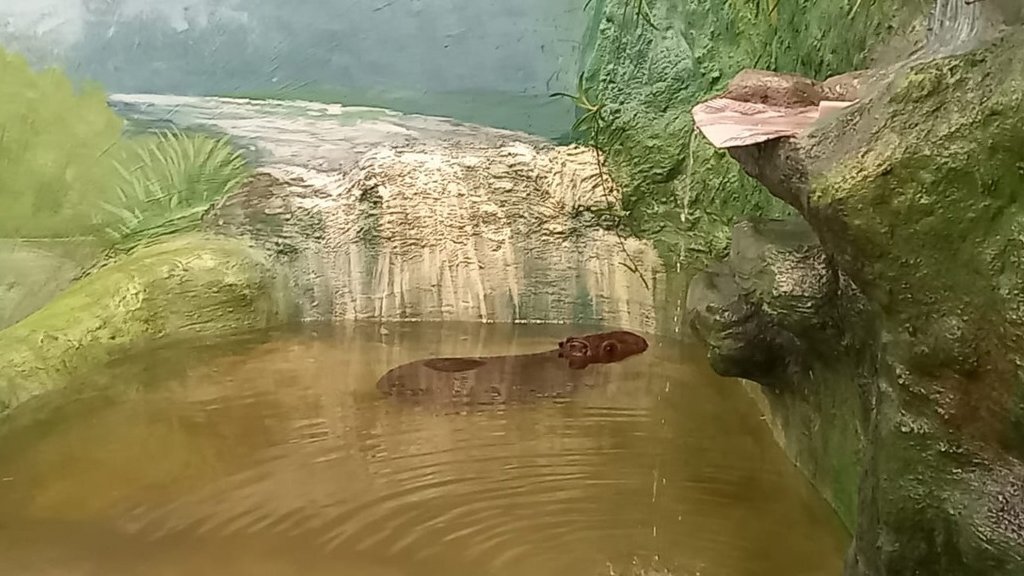    Фото: Екатеринбургский зоопарк