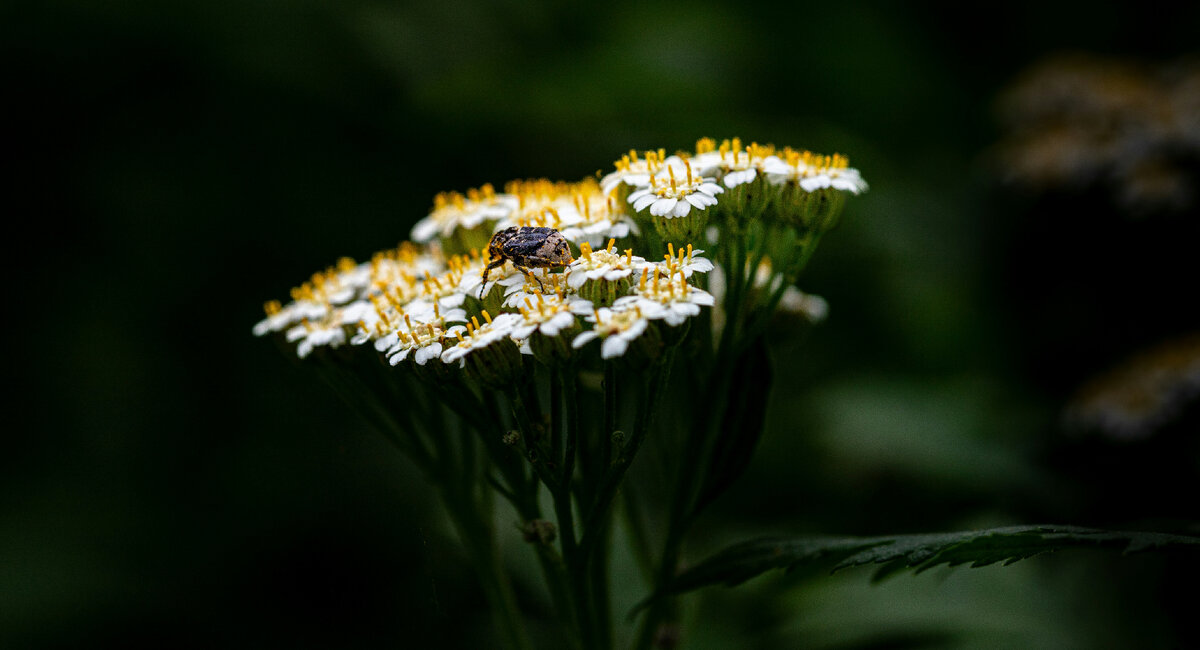 Картинка с бесплатного фотостока https://unsplash.com, автор Bernd 📷 Dittrich