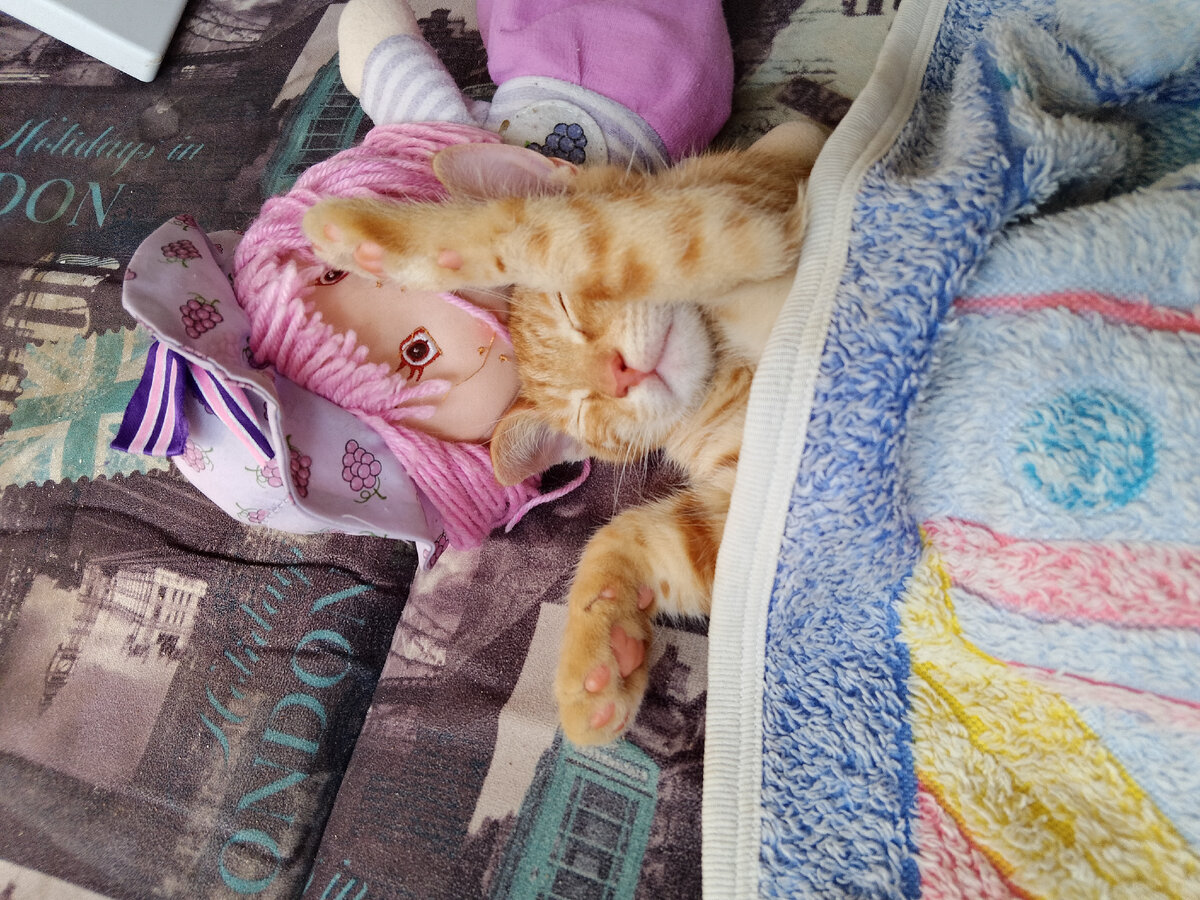 Фото кота. Из личного архива. 