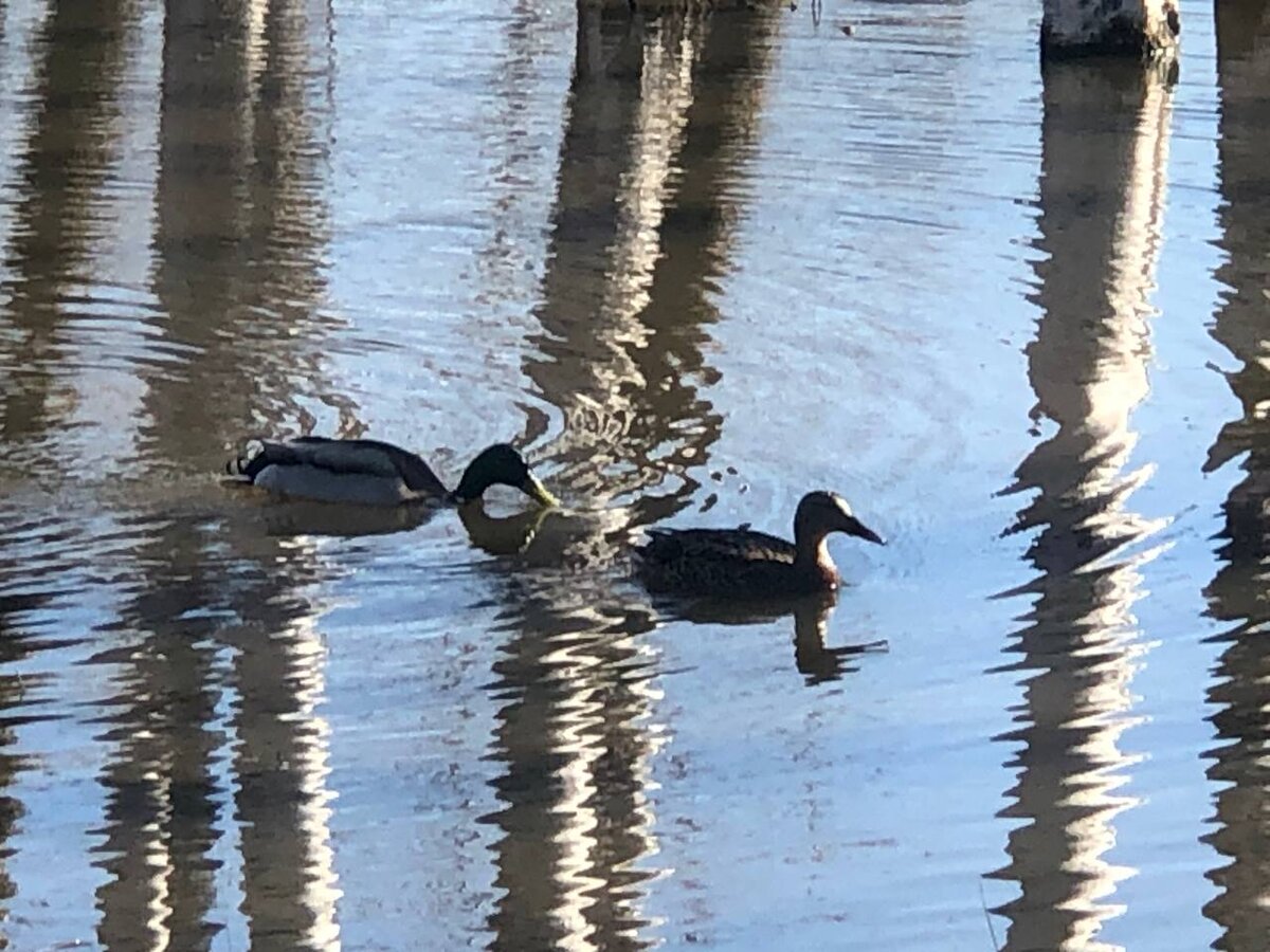 Фото автора. Это через дорогу от Д-39