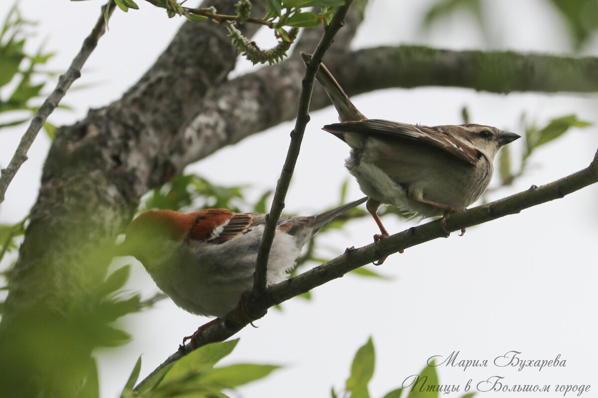 Рыжие воробьи