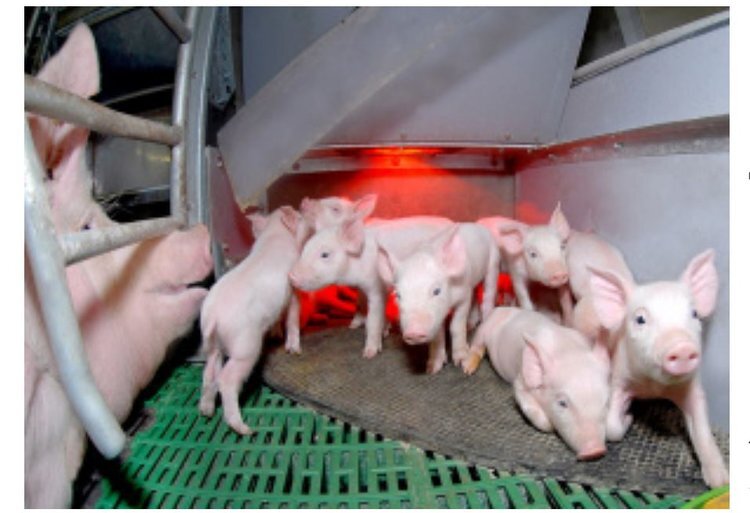    Поголовье свиней в Липецкой области в 2024 году достигло рекорда