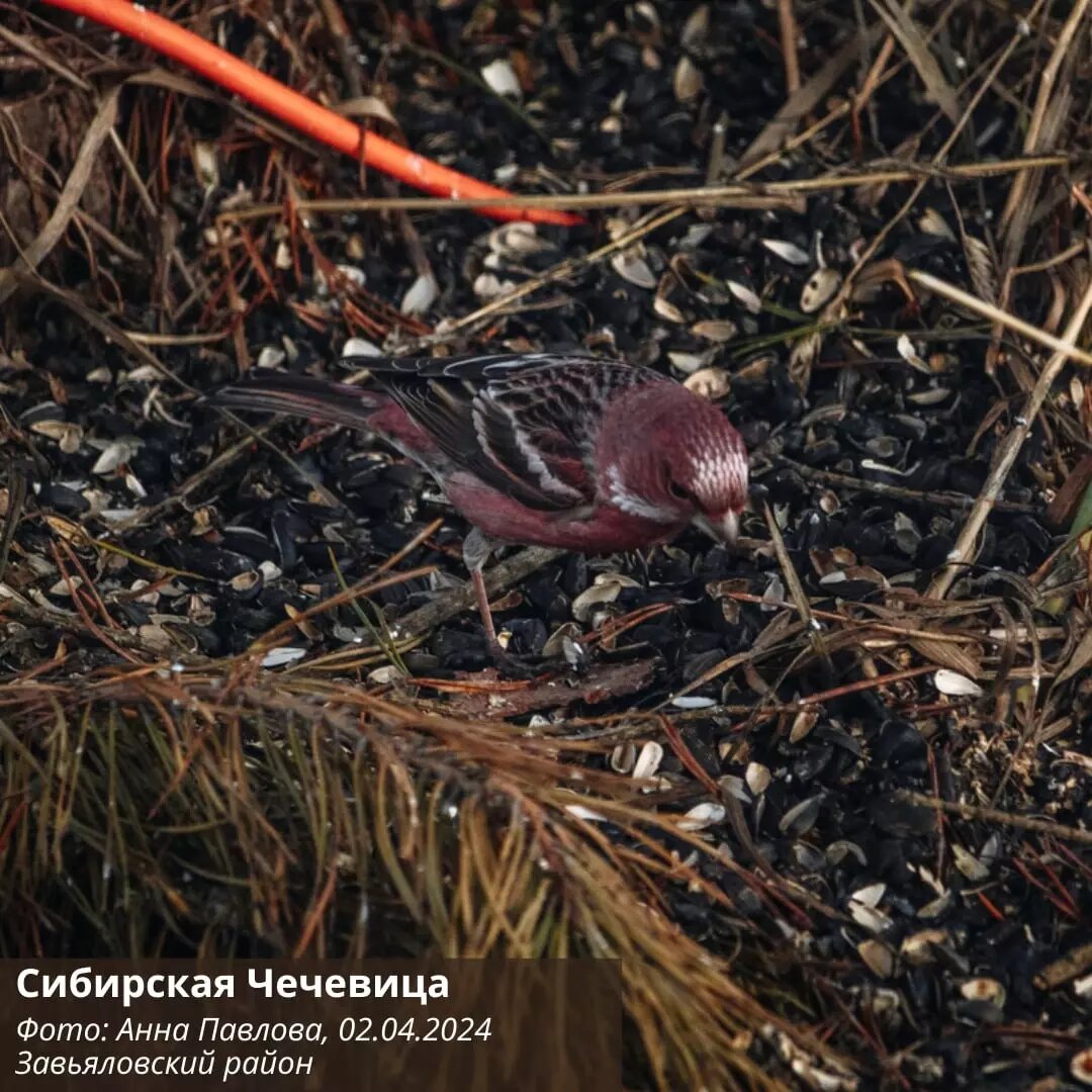     Источник: пресс-служба минприроды УР