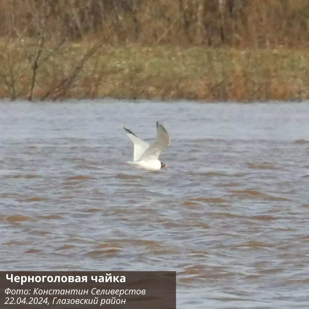     Источник: пресс-служба минприроды УР