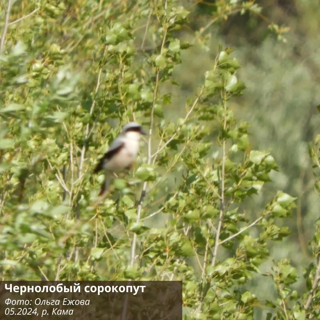     Источник: пресс-служба минприроды УР