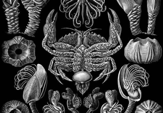    Фото: darwinmuseum.ru