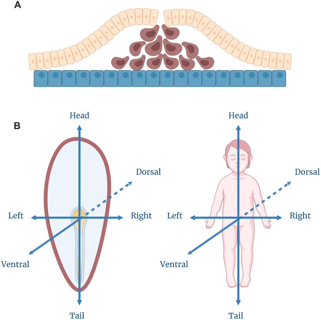 Гаструляция. (A) Движение клеток в процессе гаструляции. Желтый слой изображает эпибласт, а синий - гипобласт. Клетки коричневого цвета мигрируют, образуя сначала слои эндодермы, а затем мезодермы. (B) Спецификация осей в гаструлирующем эмбрионе, соответствующая окончательному плану тела человека.