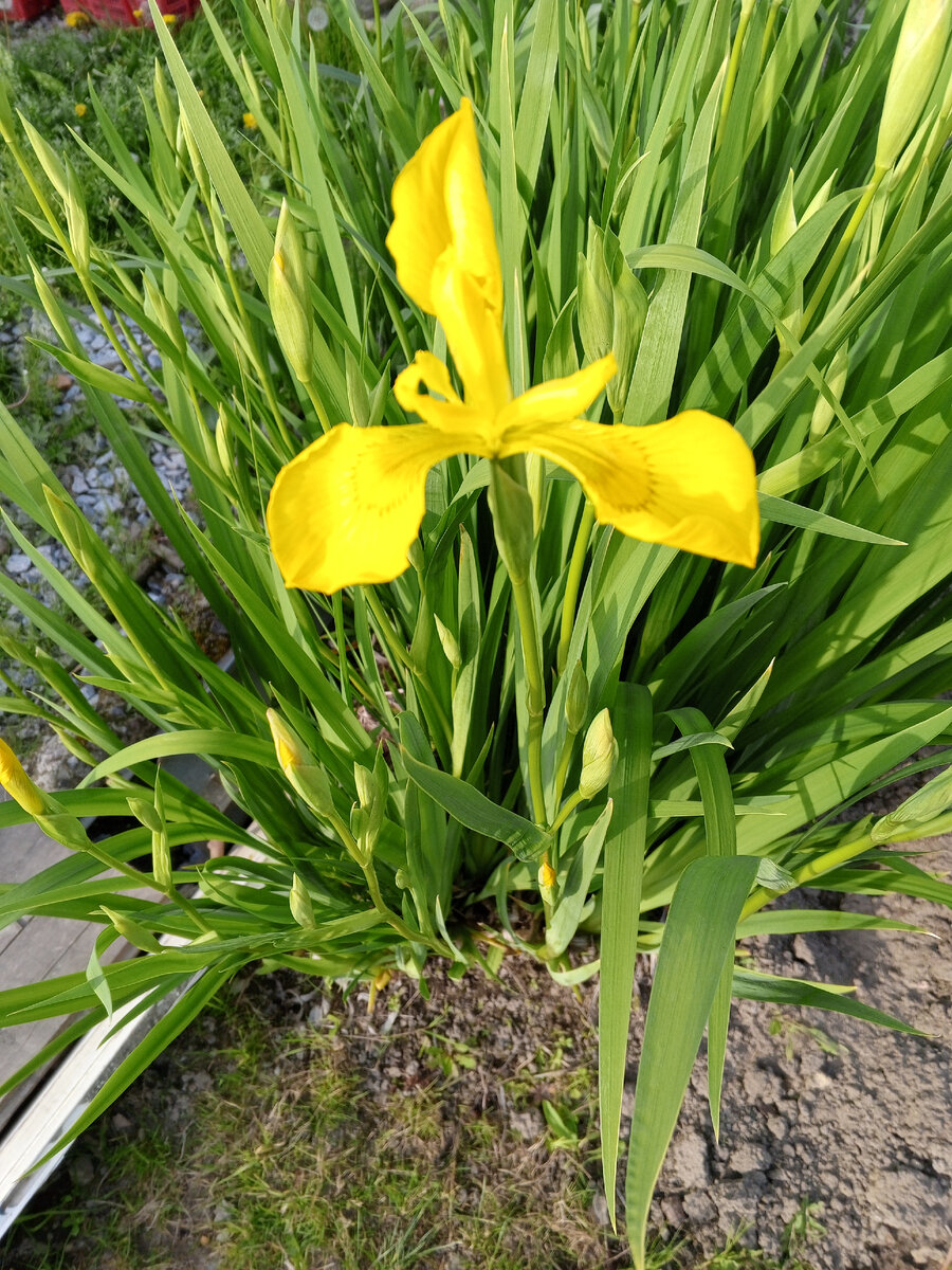 Расползлись желтые . Будет несколько дней красиво