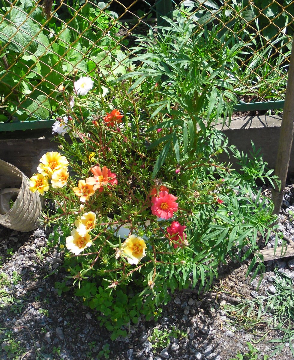 И здесь играли, ели,рыли