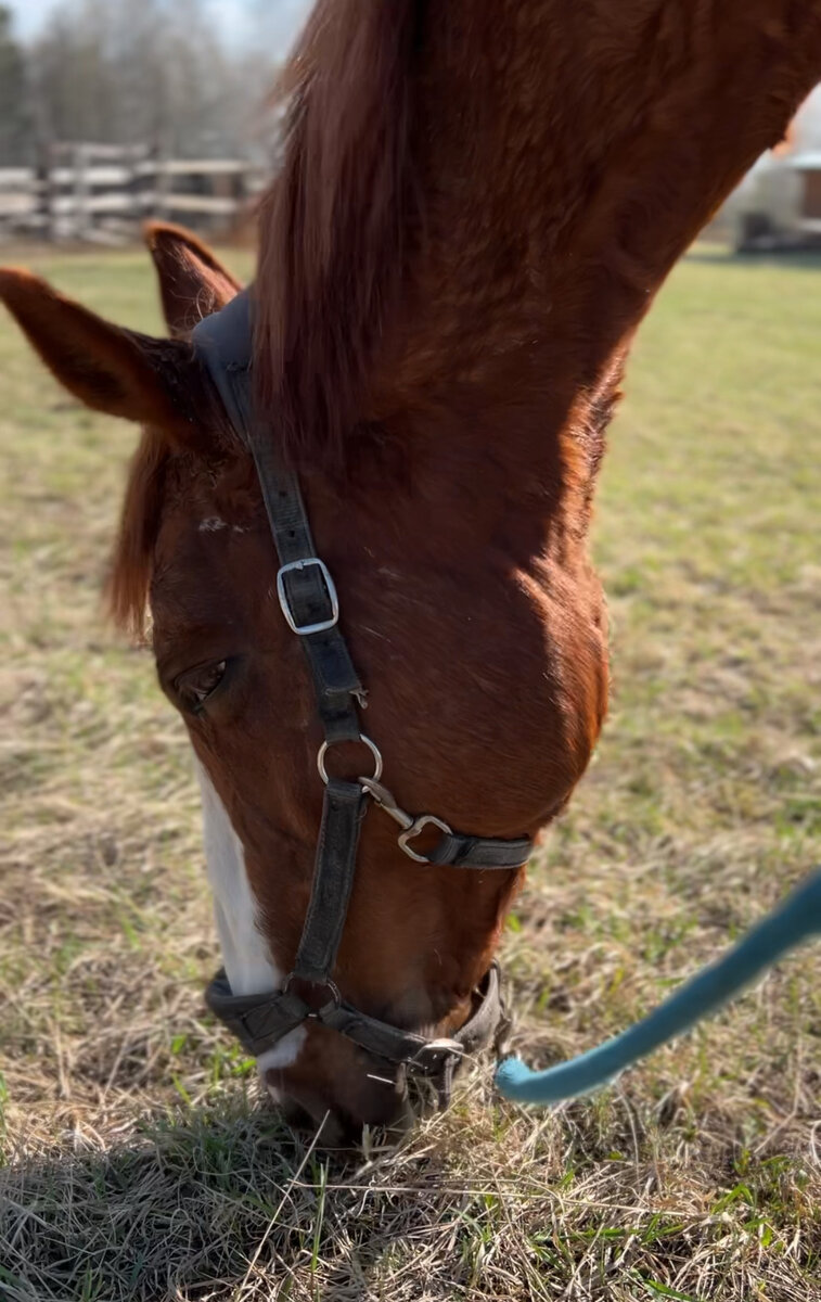 Любимый Вэлтон Лок