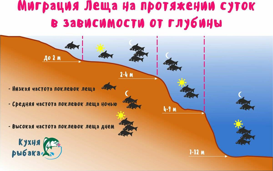 Главные правила рыбалки на леща Технологии и космос Дзен