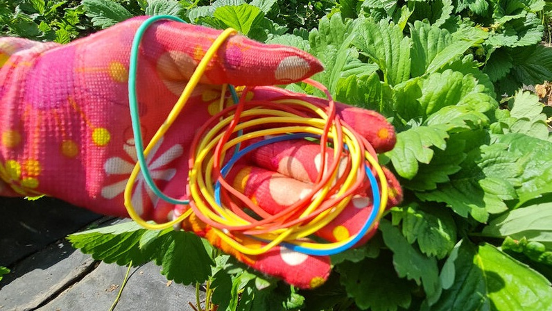 Как "канцелярские резинки" помогают собирать клубнику тазами. Полезные советы – ягоды быстро зреют, кустики не поражаются вредителями