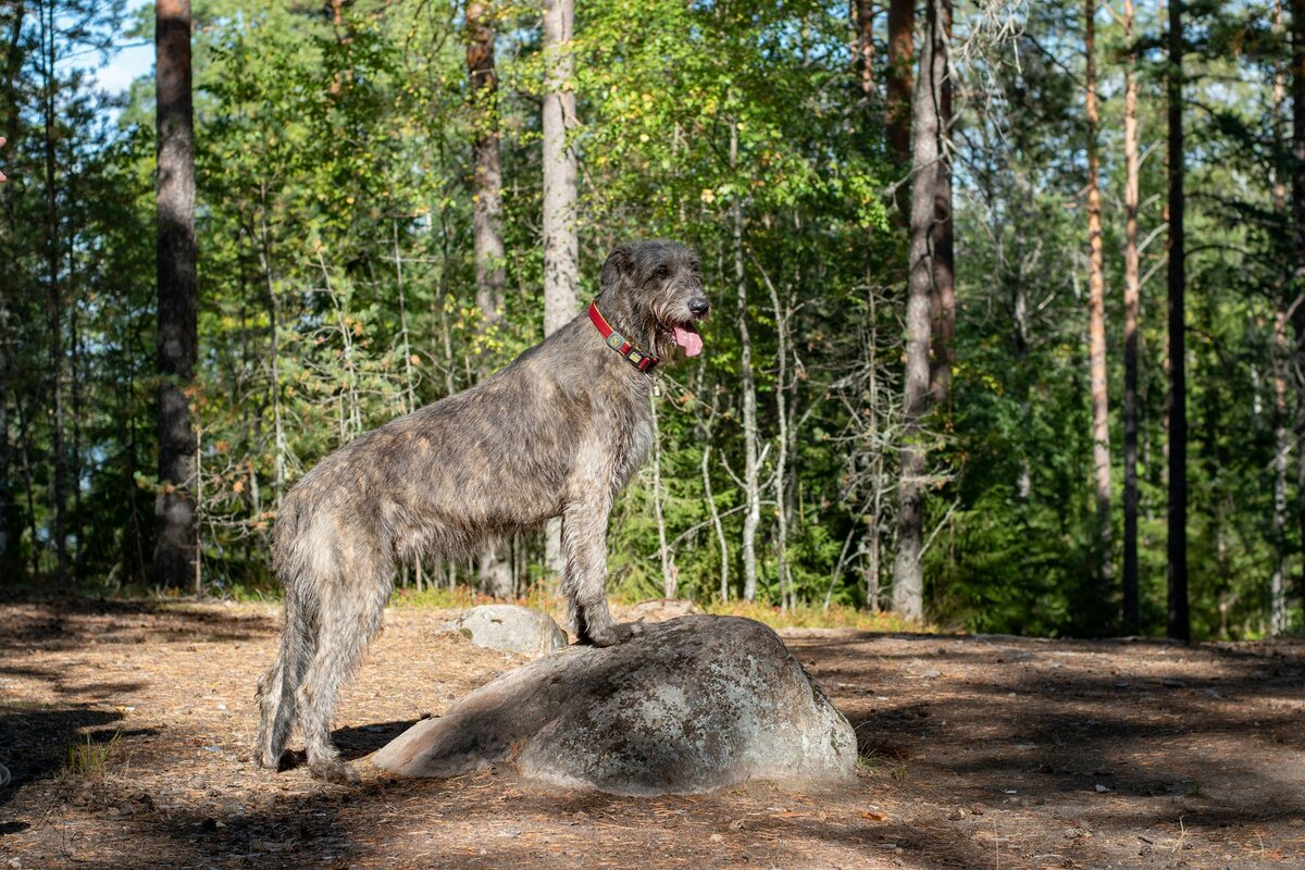    Ирландский волкодавUnsplash