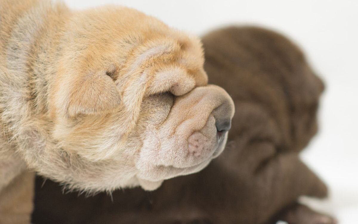    Фото: canva.com