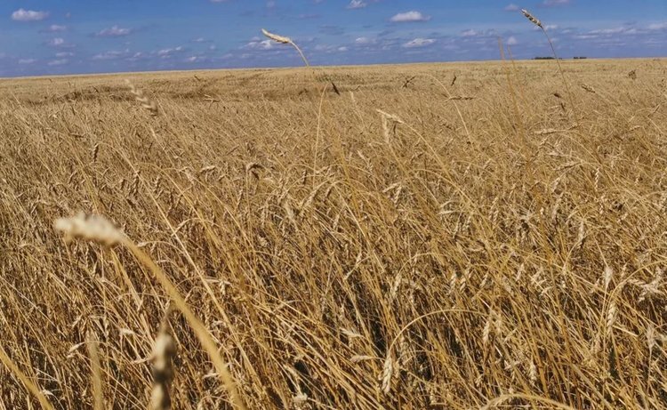    Прогноз урожай зерна в Саратовской области при благоприятных погодных условиях оценивается примерно в 4 млн тонн