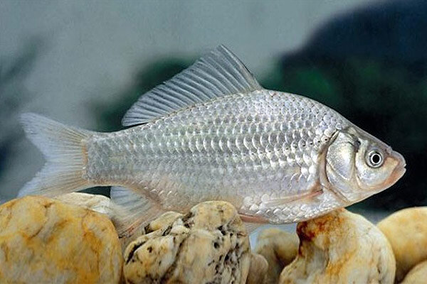 Карась серебряный
