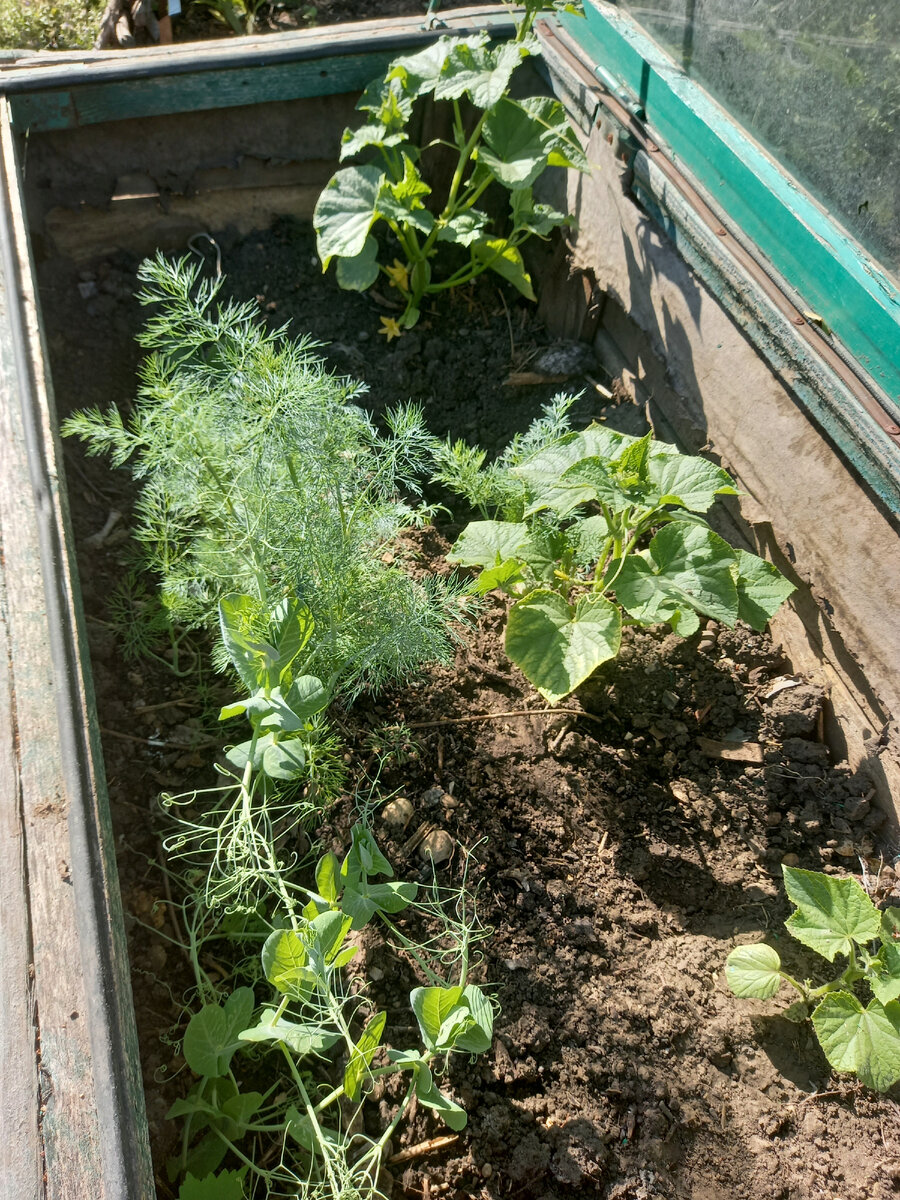 Огурцы уже цветут и завязывают плоды