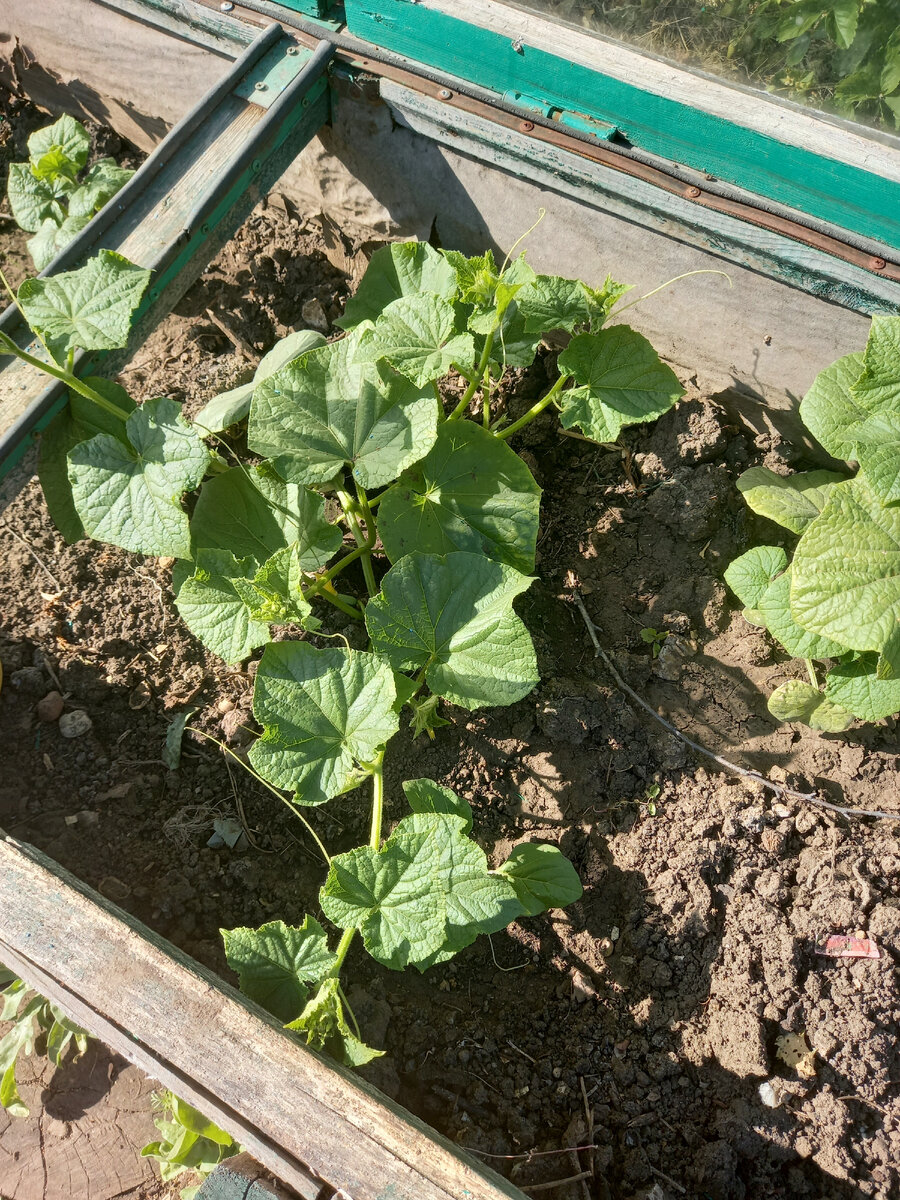 я результатом довольна. Огурцы были посажены семенами, и уже завязали плоды