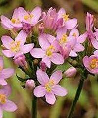 золототысячник целебный