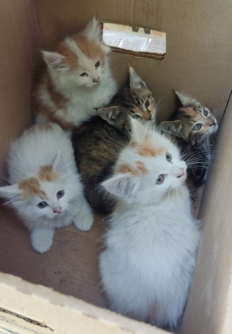 Котята, котрых нам подбросили