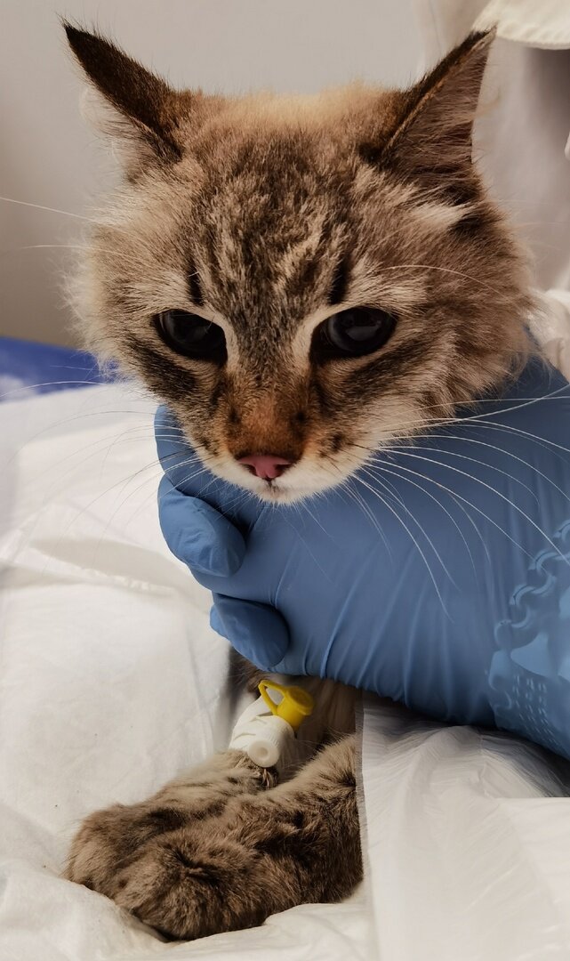 Ангелина ещё и поболеть успела